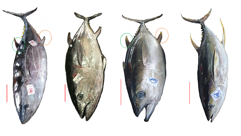 東港捕獲三不像鮪魚(左)和黑鮪(左二)、大目鮪(左三)、黃鰭鮪(右)之外觀比較(南大生科黃銘志提供)