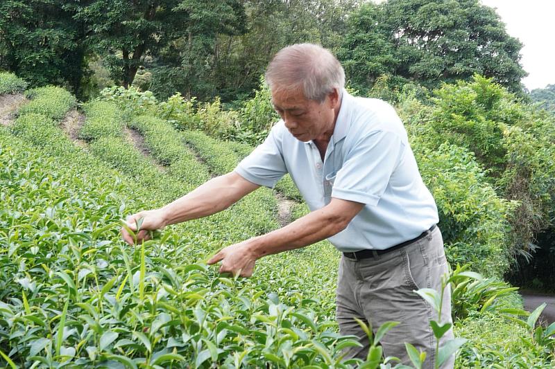 製作香韻紅茶期間，會挑選天氣晴朗的下午，採摘小綠葉蟬著蜒過的茶菁