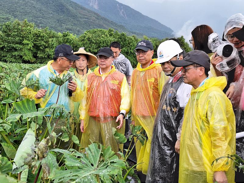 卓院長赴花蓮縣吉安鄉視察芋頭災損情況