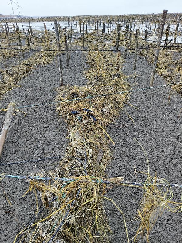 芳苑鄉平掛式牡蠣遭海上漂流植物及廢棄物纏繞 影響生長無法採收