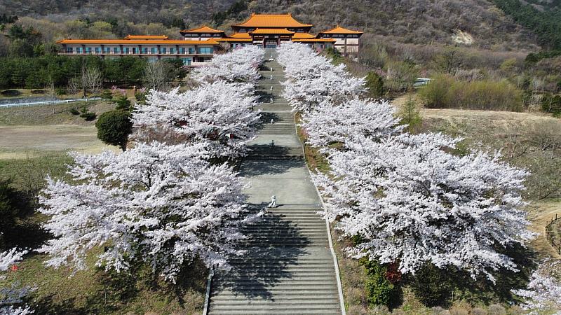 南華大學終身學習學院將舉辦「見真．東渡-禪式管理領袖生命提升營」，進軍日本佛光山實境感悟禪式心管理。圖為佛光山法水寺櫻花盛開的美景。