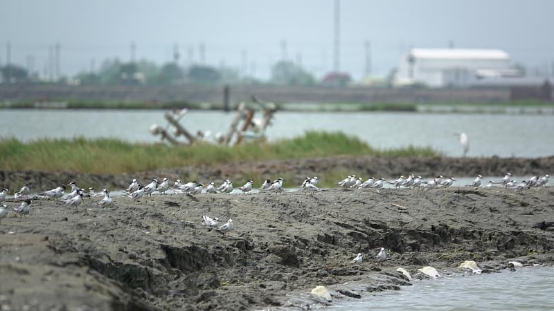 高雄市野鳥學會認養布袋鹽田濕地，執行中央溝渠疏濬、挖掘引水渠道、十字形溝渠等棲地營造工作，將挖掘的土方堆置營造成小土堤，凱米颱風來襲時，濕地水位上升，土堤成為小燕鷗棲息的庇護所