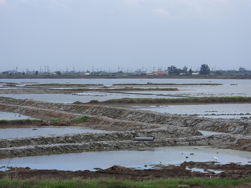 布袋鹽田濕地利用挖土機於九區鹽田藉著挖掘引水內溝、十字型溝渠引水入鹽田