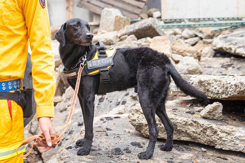 竹市搜救犬Clay在今日搜救任務立下大功，並將於8月下旬代表台灣前往芬蘭參加世界搜救犬比賽