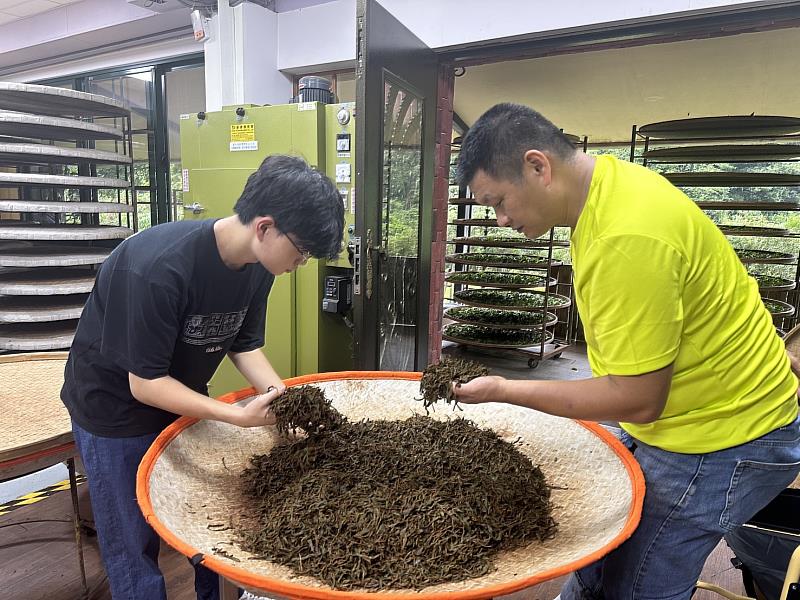 茶農蔡旭志(右)仔細教兒子製茶技術
