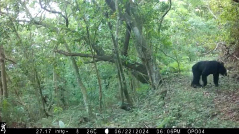 6月22日由萬山部落架設的自動相機拍攝到的黑熊照片