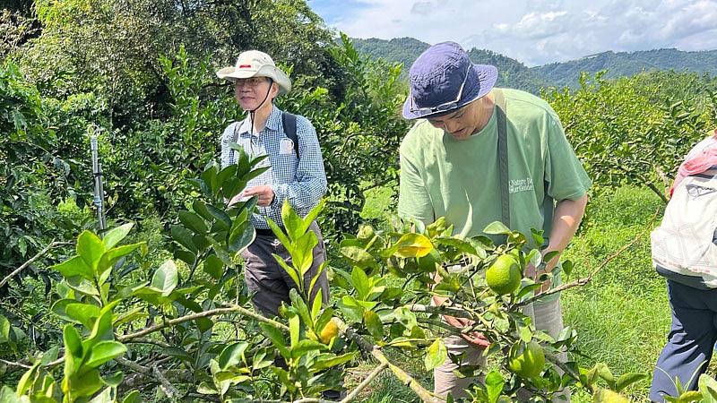 大葉大學日本籍老師吉田敦(右)體驗採檸檬