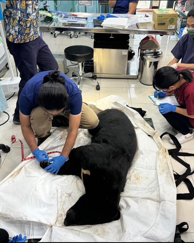 黑熊遺體於野灣獸醫院由獸醫師進行形質測量