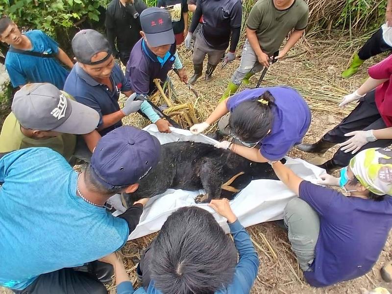 工作人員將臺灣黑熊遺體進行整理並準備運送下山