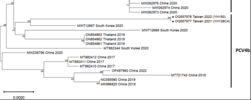 我國首次發現的2個PCV4病毒核酸(․)序列，最接近的是2020年韓國分離到的病毒株，分類上趨向為PCV4b類。(引用自<a href=