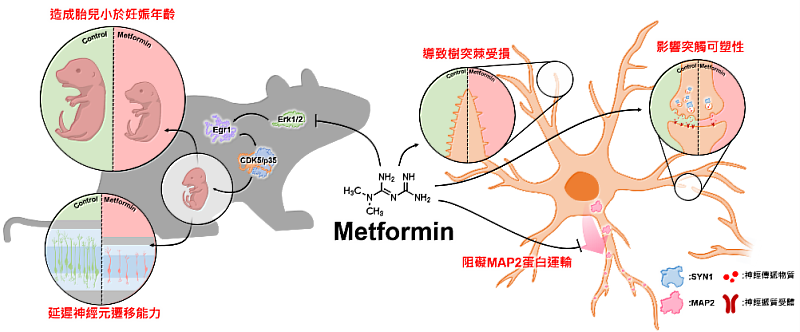 治療糖尿病常見藥物metformin可能造成胎兒大腦發育遲緩及神經分化阻礙的作用機制示意圖