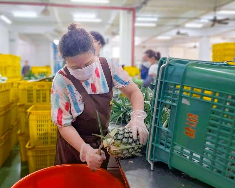 福業國際在北分署銀髮人才資源中心輔導下，運用勞動部「繼續僱用高齡者補助計畫」留用65歲的資深員工惠姊，傳承把關蔬果品質的經驗