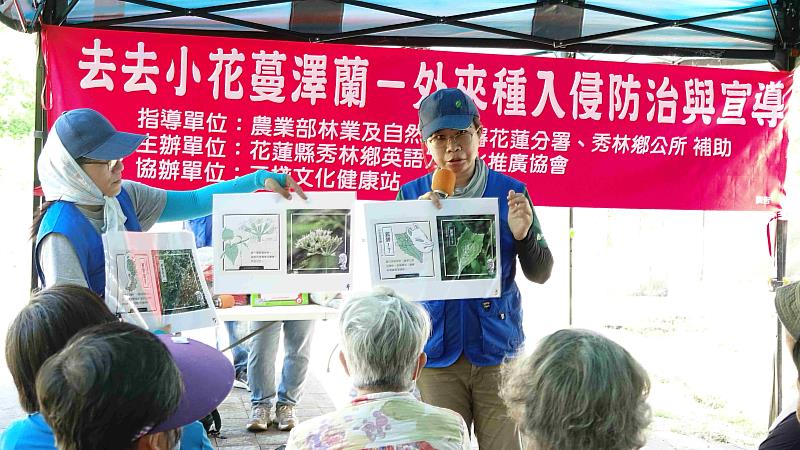 移除小花蔓澤蘭活動-用圖卡宣導