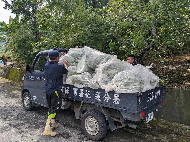 小花蔓澤蘭移除成果