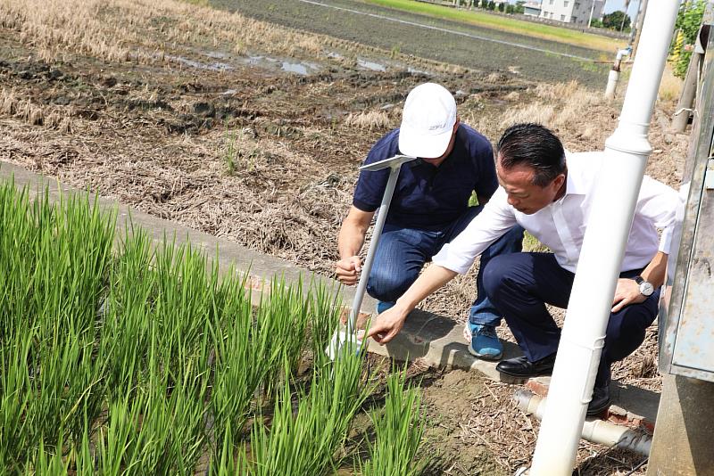 嘉義縣推動智能水稻管理系統 助農民節水省人力