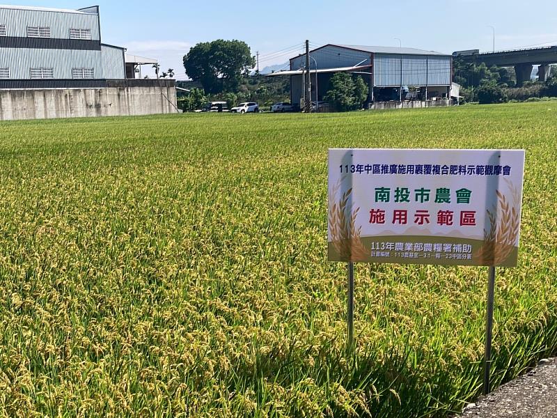 水稻田施用裹覆複合肥料生長情形