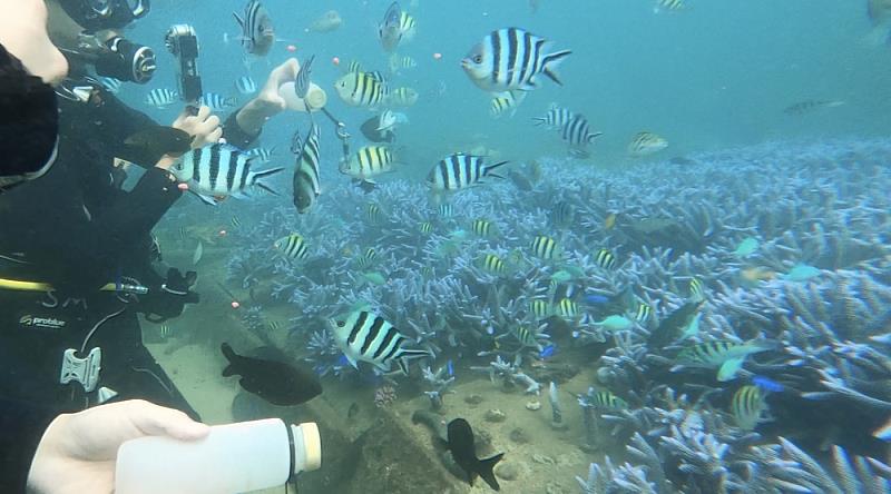 雲科大師生下潛至海底復育珊瑚之海洋生物多樣性畫面