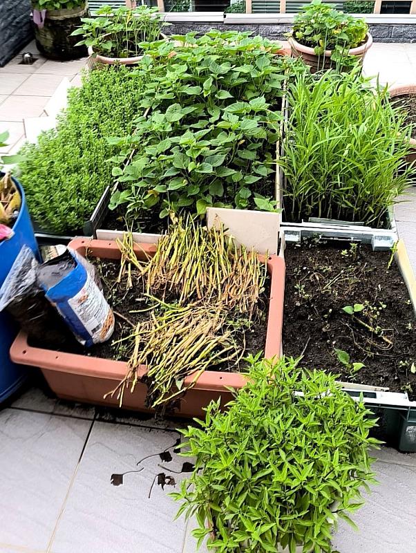 利用居家陽台、花圃空間打造好吃又療癒的可食花園，打造自己的鮮蔬的食材庫。