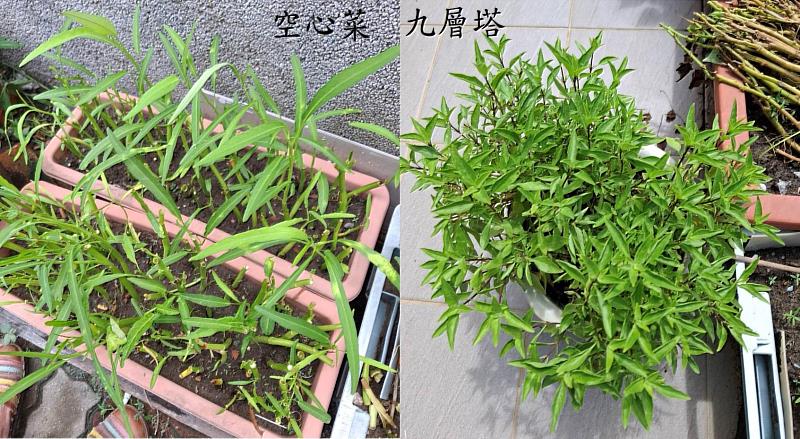 空心菜、九層塔、萵苣，都是可以種植於陽台的菜葉植物。