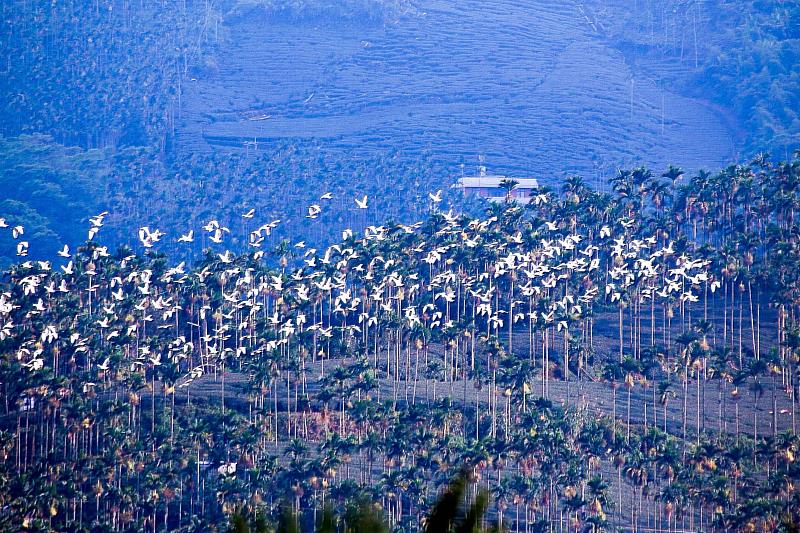 嘉義秋季限定「萬鷺朝鳳」，賞鳥旅遊提案推薦