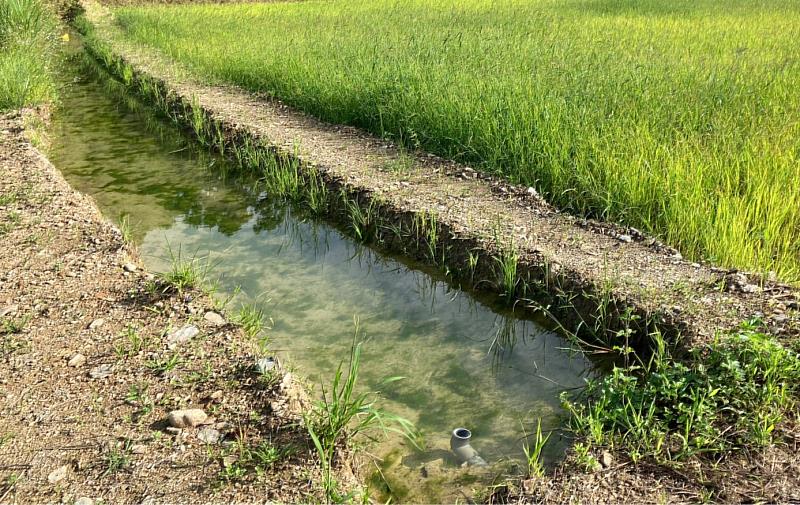 水田溼地棲地營造是本次中華青鱂復育工作的重點任務(黃世彬提供)