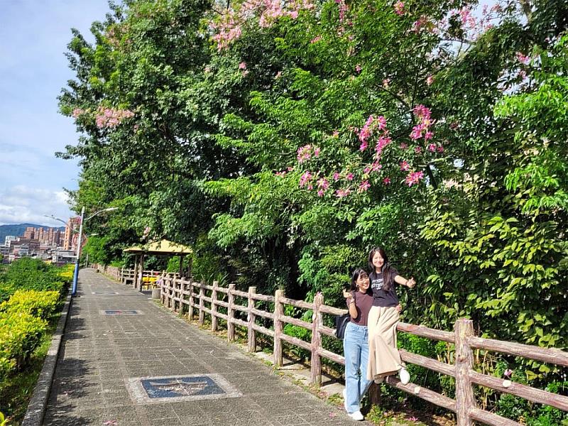 三峽河右岸的安溪里堤頂步道，種植的美人樹已開花，花期落在9月到11月