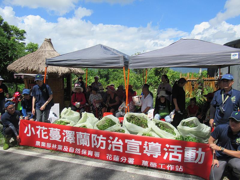 林業及自然保育署花蓮分署萬榮工作站20日在光復鄉加里洞社區辦理小花蔓澤蘭防治宣導活動