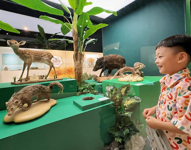 十三行博物館「臺灣史前動物特展」展出梅花鹿等動物標本，於「世界動物日」聚焦保育議題。