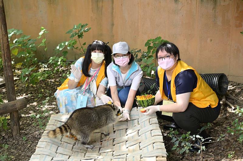 體驗飼育員工作（餵食北美浣熊）。