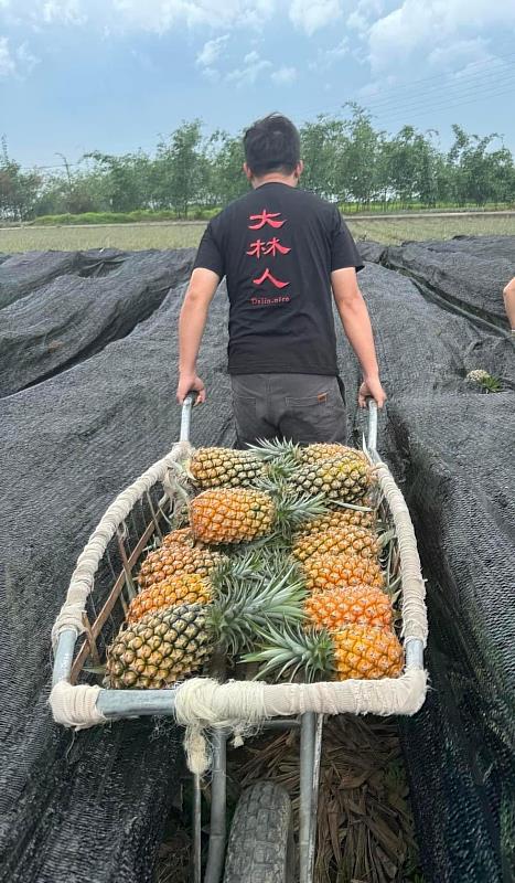 嘉縣府補助青創團隊有成，「大林上等鳳梨」闖國際市場-2