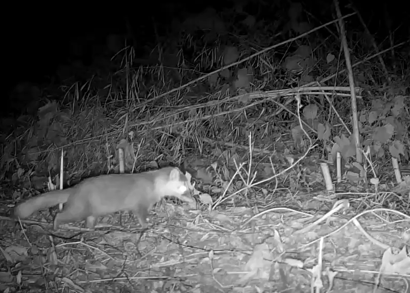 於夜間記錄到鼬獾活動