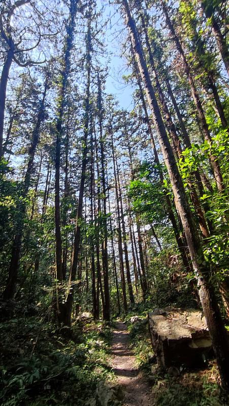 打開五感體驗八仙山的森林步道(照片 林業及自然保育署臺中分署)