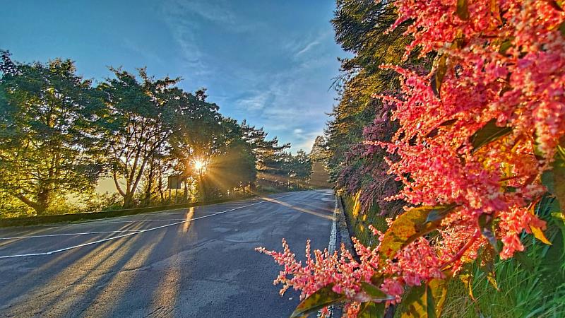 大雪山國家森林遊樂區-夕陽映照虎杖紅艷迷人(照片 林業及自然保育署臺中分署)