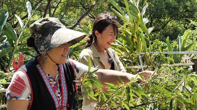 圖3-《ila跟土地學做飯》第3季透過國際香料達人FiFi Yang走訪部落，探索馬告、刺蔥等原生香料的應用，並示範將傳統食材與現代料理結合的感官饗宴。