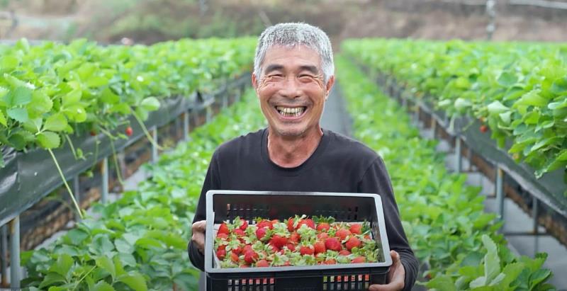 苗栗縣大湖鄉草莓園農民豐收笑容