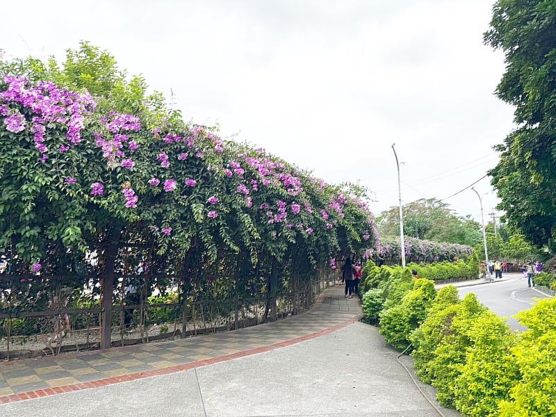 位於楓樹河濱公園的「蒜香藤」秘境，種植了近200公尺的蒜香藤，盛開時將猶如紫色花瀑傾瀉而下，紫意盎然