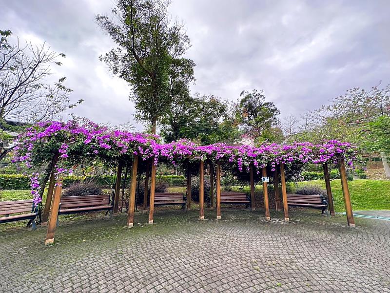 有著「花朵樂園」美譽的鶯歌永吉公園，也是可以欣賞蒜香藤的最佳地點，歡迎大小朋友來此野餐踏青，玩公園同時又能欣賞美麗的紫色浪漫