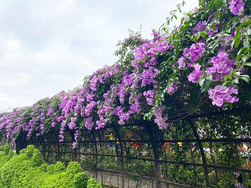 蒜香藤又名「紫鈴藤」，因葉搓揉聞起來有蒜香味而得名，一年分春秋兩個花期，現正花期中，想賞花的朋友趕快把握花期前往觀賞