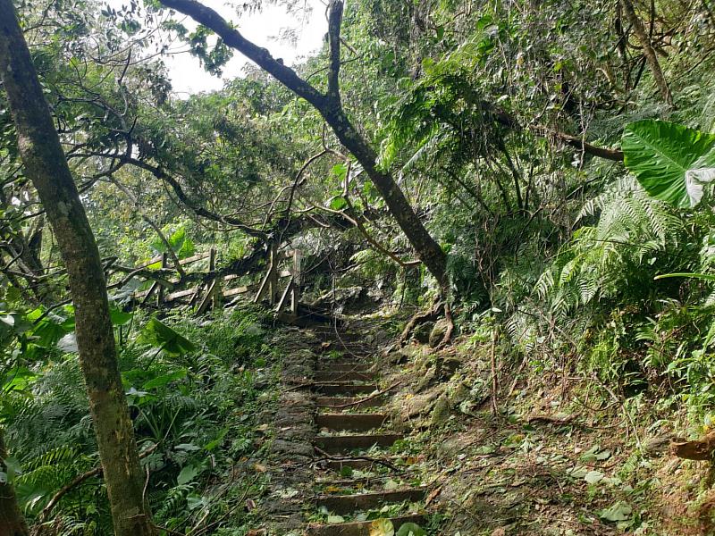 撒固兒步道多處樹木倒伏