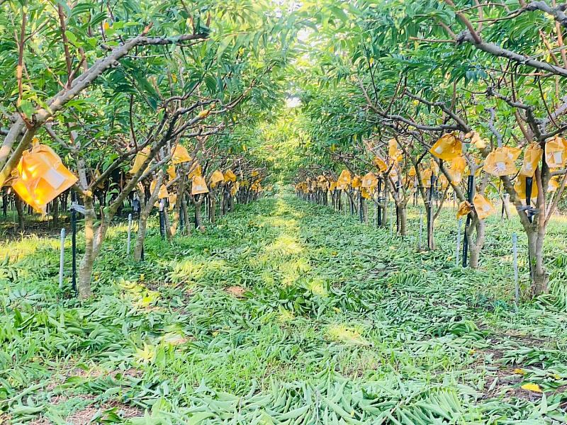 草生栽培果園 大目釋迦植株健康