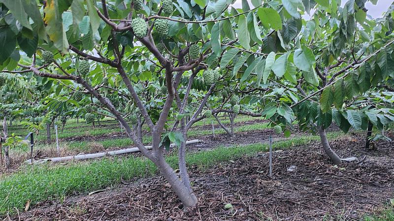 草生栽培的鳳梨釋迦果園 品質優良