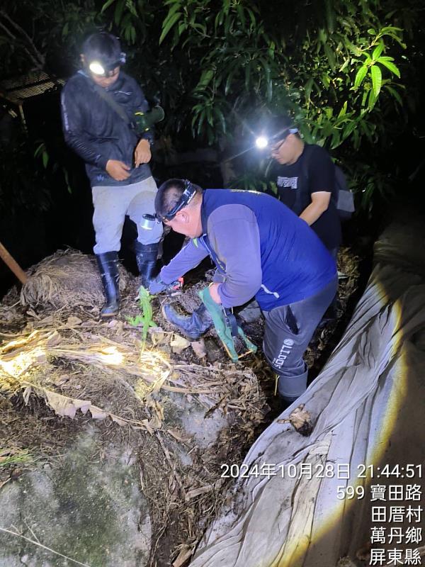 10月28日於萬丹鄉夜間巡捕綠鬣蜥