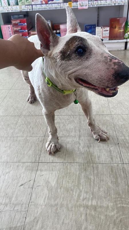 嘉畜所愛心救援路邊哭泣癱瘓犬,助狗狗找到溫暖新家-4