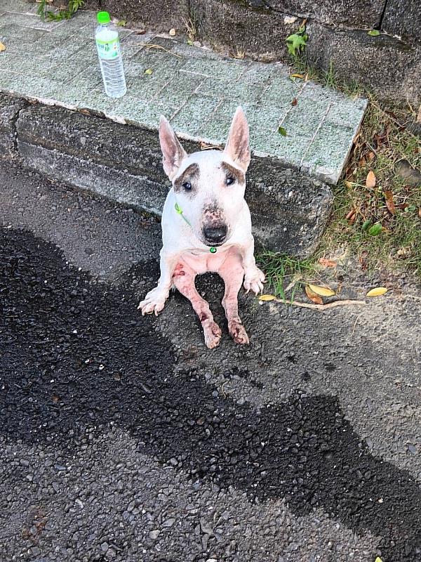 嘉畜所愛心救援路邊哭泣癱瘓犬，助狗狗找到溫暖新家-1