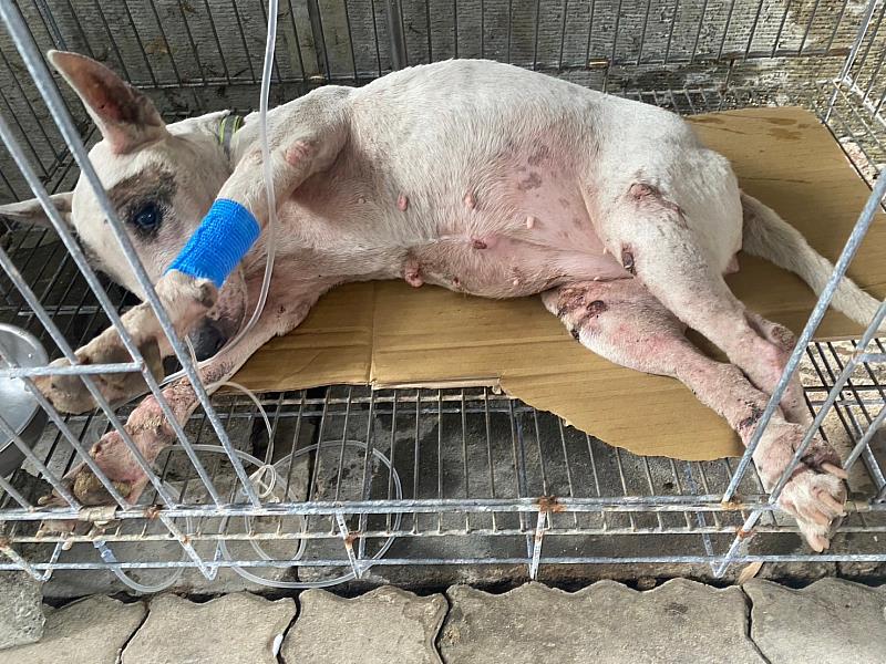 嘉畜所愛心救援路邊哭泣癱瘓犬,助狗狗找到溫暖新家-3