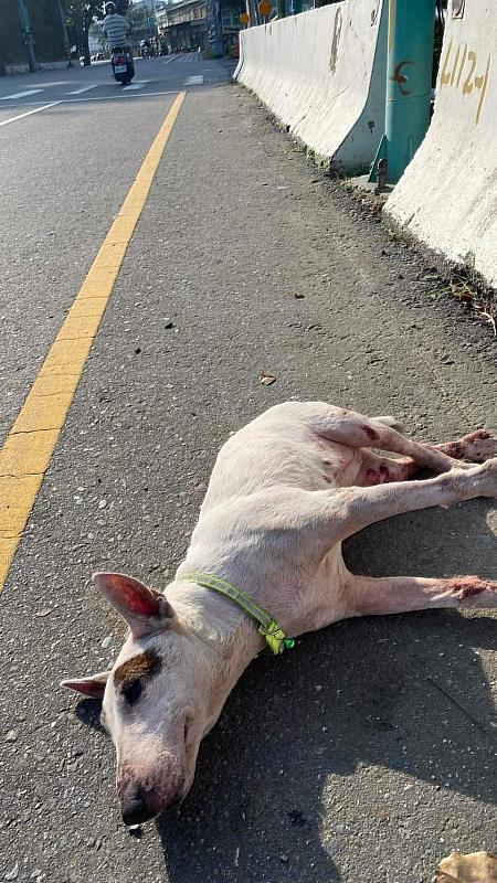 嘉畜所愛心救援路邊哭泣癱瘓犬,助狗狗找到溫暖新家-2