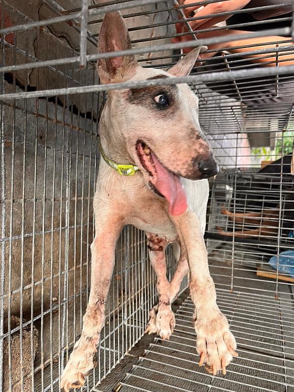 嘉畜所愛心救援路邊哭泣癱瘓犬,助狗狗找到溫暖新家-5