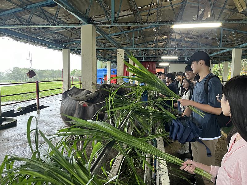 風雨中學生來到畜牧區以新鮮牧草餵養水牛。