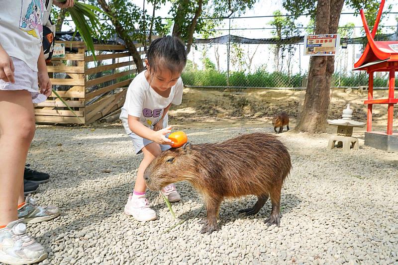 咩咩上樹萌寵樂園-1