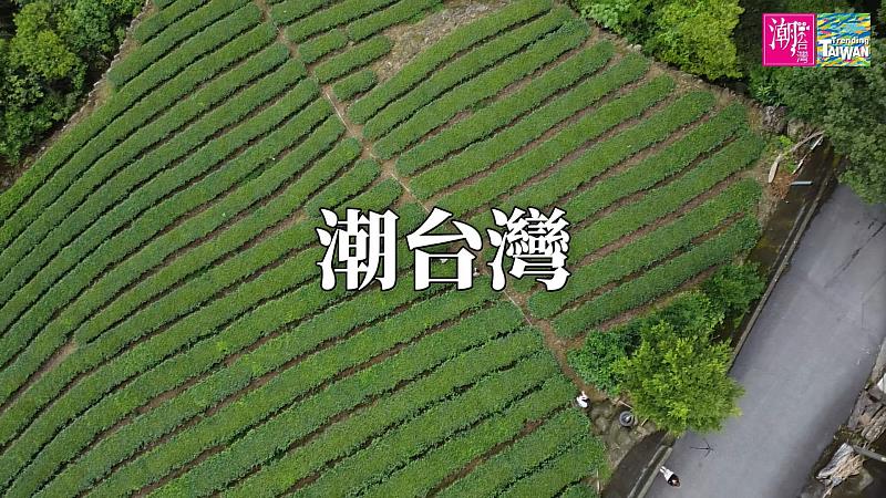 「潮台灣的精神 親茶」聚焦在坪林製茶世家的傳承與創新故事。（翻攝自YouTube頻道「MEGUA麻瓜」）